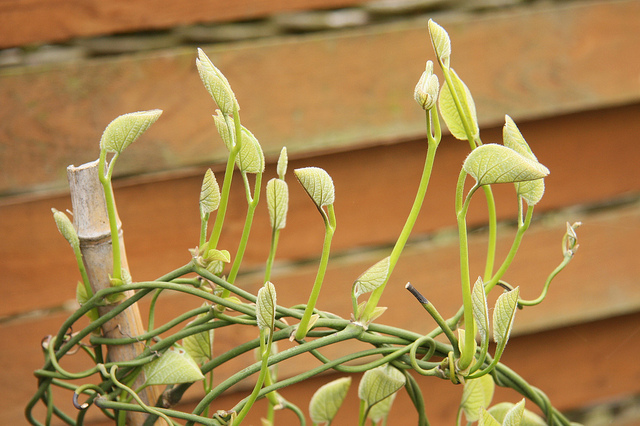 Aristoloche