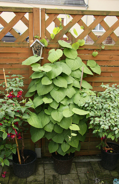 Aristoloche