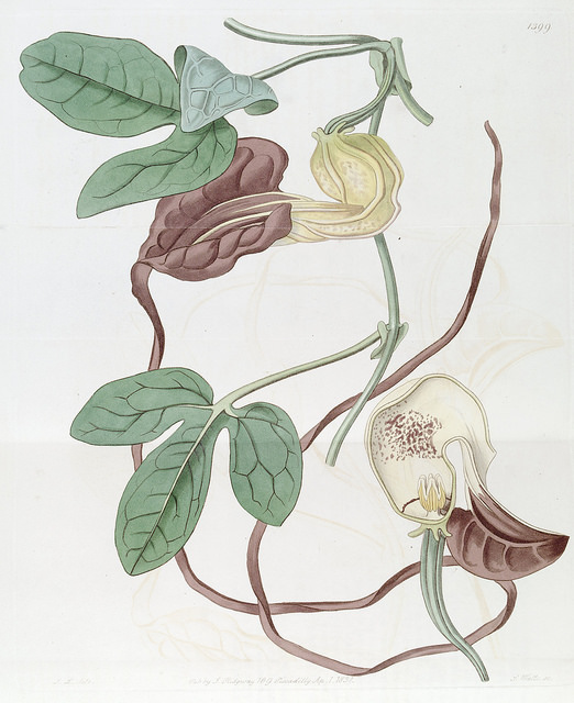 Aristolochia macroura