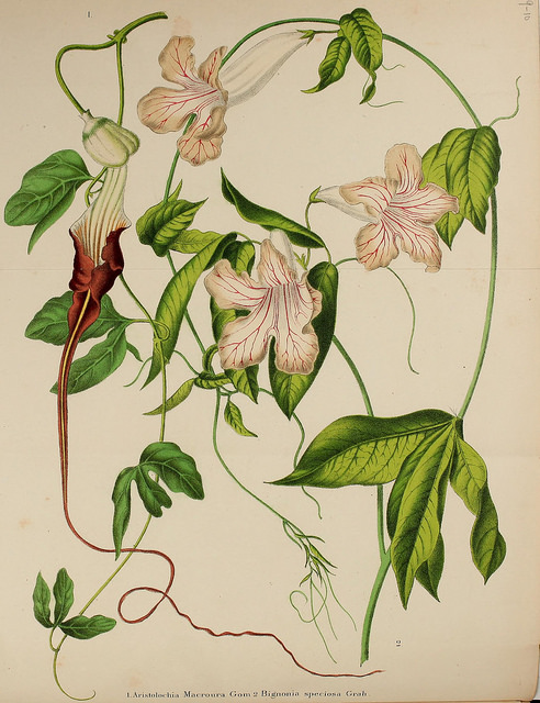 Aristolochia macroura