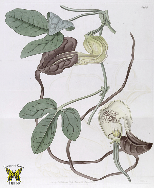 Aristolochia macroura