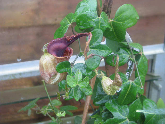 Aristolochia macroura