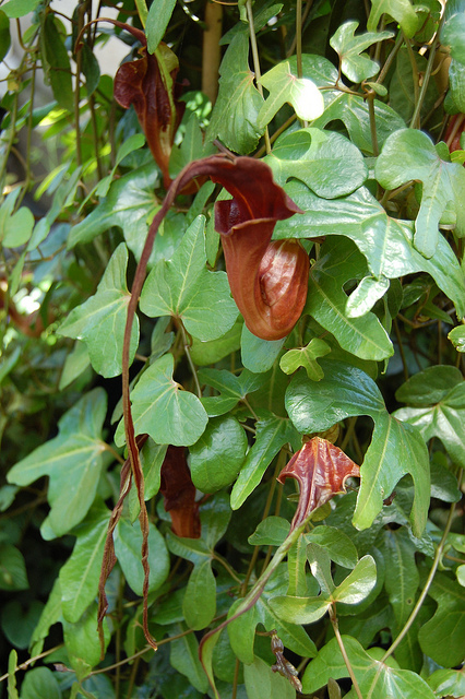 Aristolochia macroura