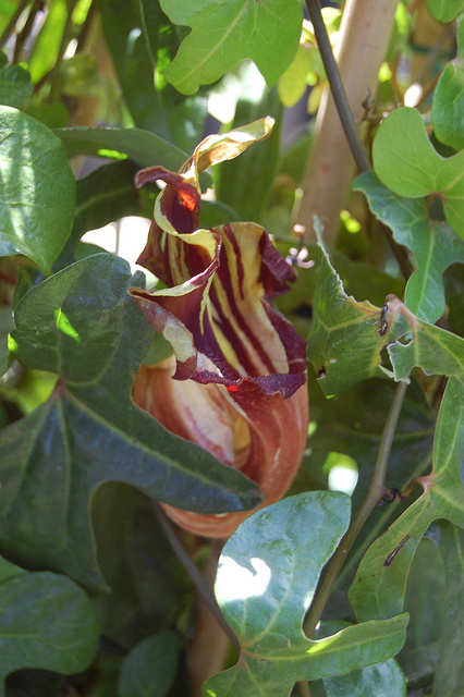 Aristolochia macroura