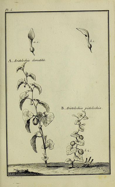 Aristoloche pistoloche