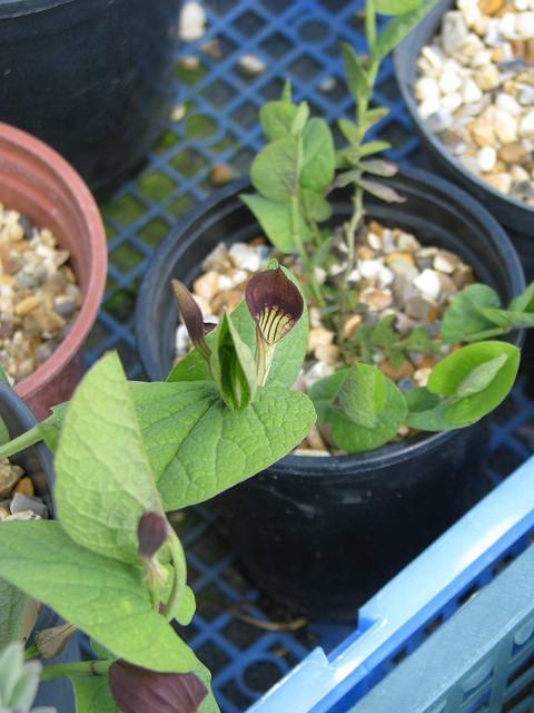 Aristoloche à feuilles rondes