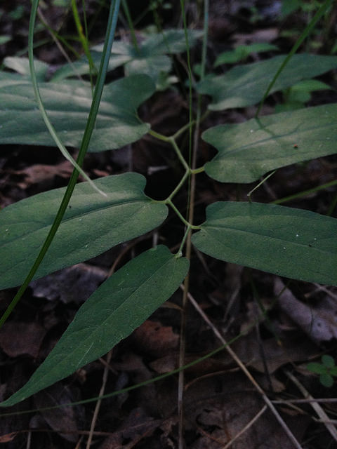 Serpentaire de virginie