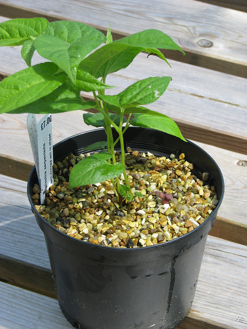 Serpentaire de virginie