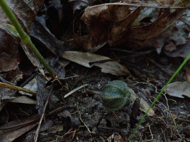 Serpentaire de virginie