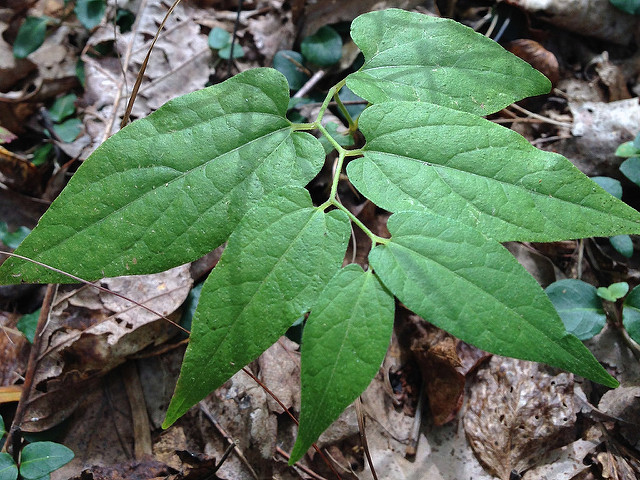 Serpentaire de virginie