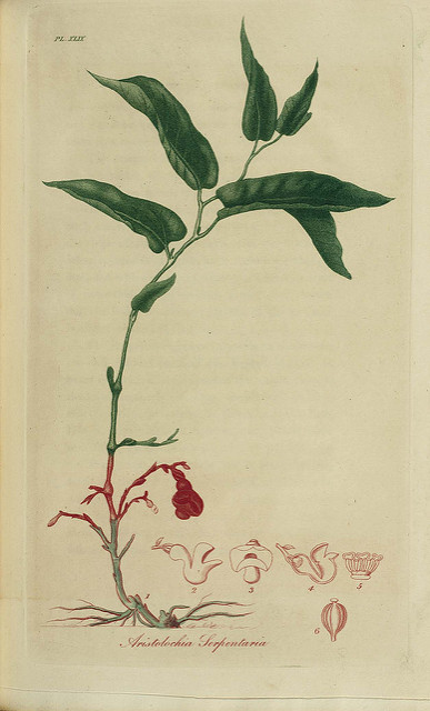 Serpentaire de virginie