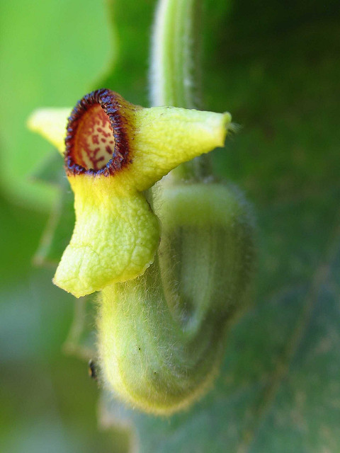 Aristolochia tomentosa
