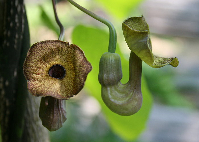 Aristolochia tomentosa