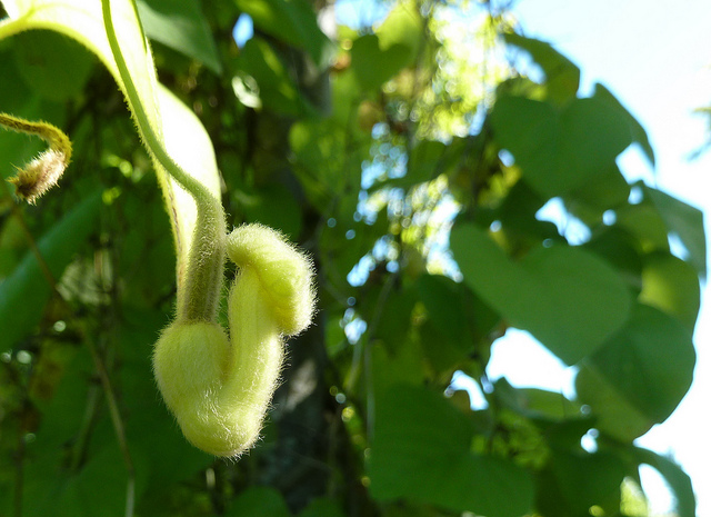 Aristolochia tomentosa
