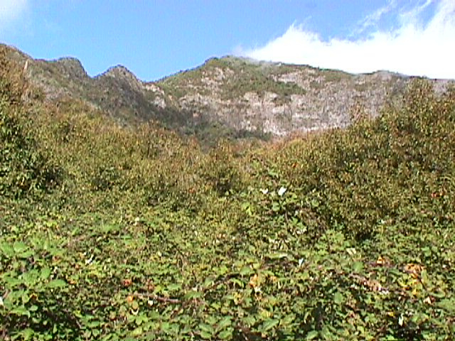 Baie de maqui (Aristotelia chilensis)