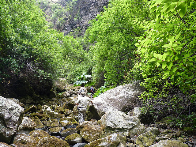 Baie de maqui
