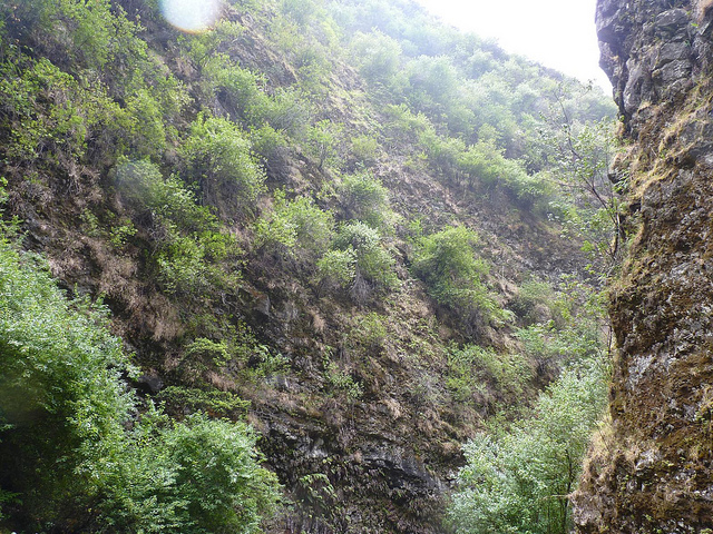 Baie de maqui