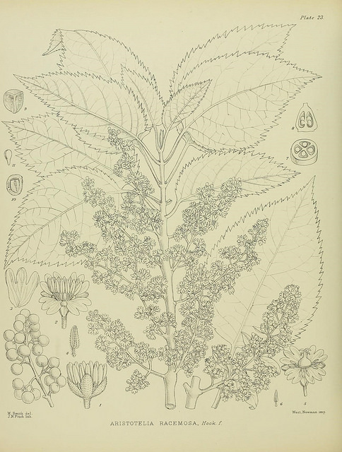 Aristotelia serrata (Aristotelia serrata)