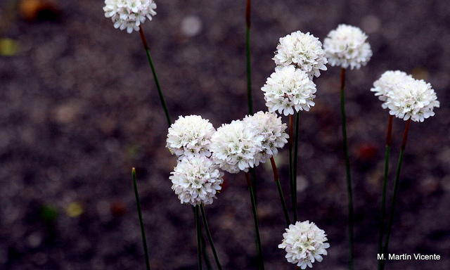 Armeria alliacea (Armeria alliacea)
