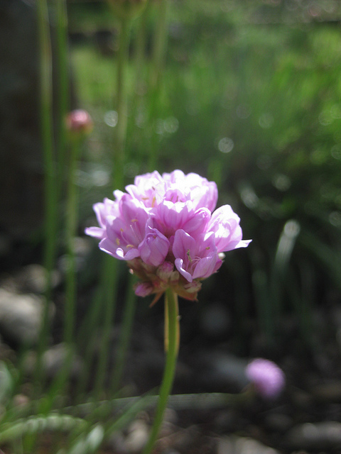 Armeria alliacea