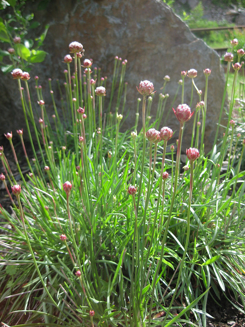 Armeria alliacea