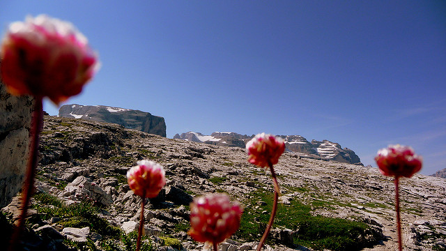 Arméria des alpes (Armeria alpina)