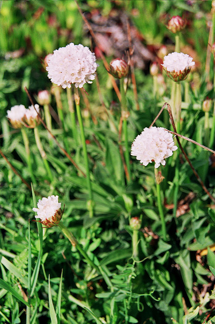 Armeria pseudoarmeria (Armeria pseudarmeria)