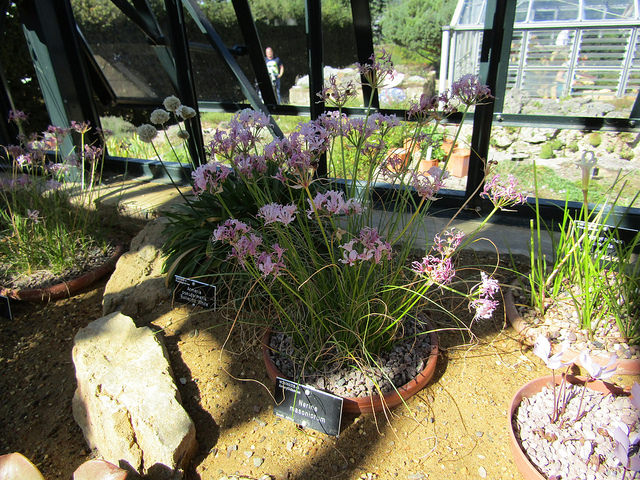 Armeria pseudoarmeria