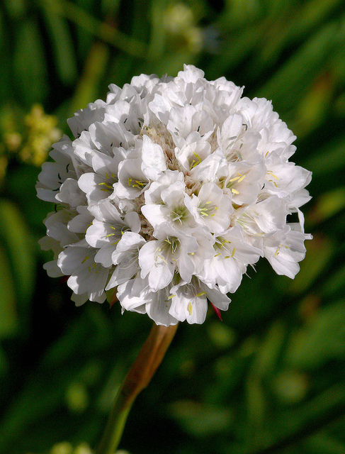 Armeria pseudoarmeria