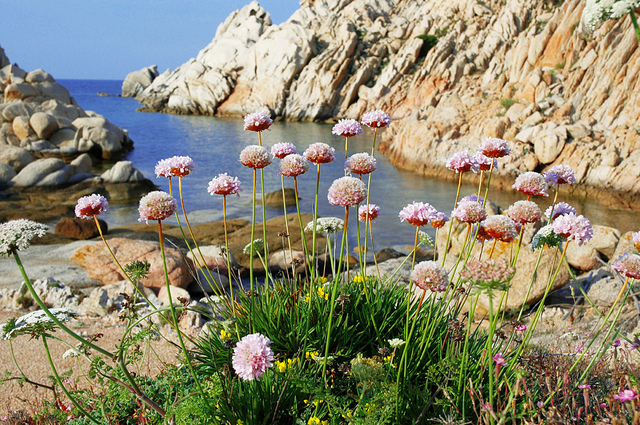 Arméria piquante (Armeria pungens)