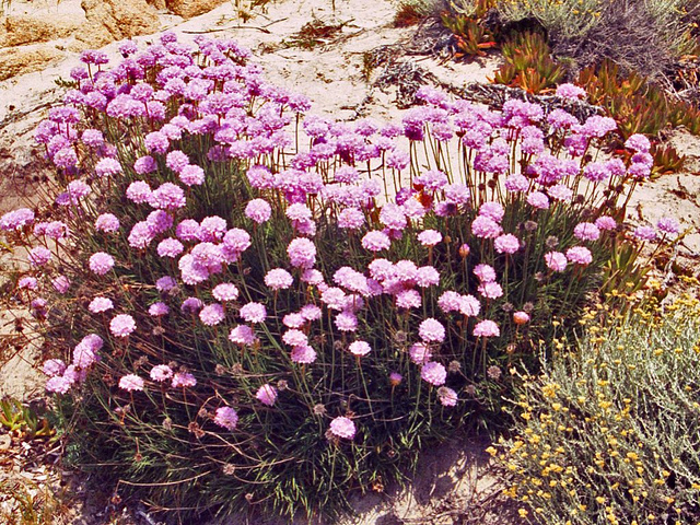 Arméria piquante
