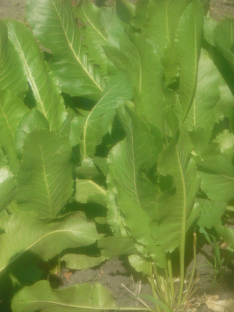 Raifort (Armoracia rusticana)