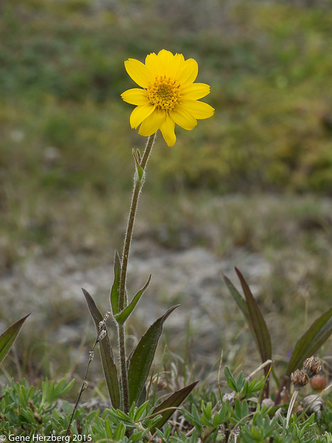 Arnica angustifolia