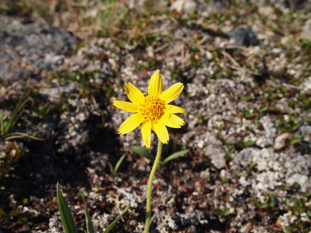 Arnica angustifolia