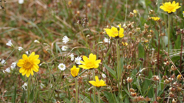 Arnica angustifolia