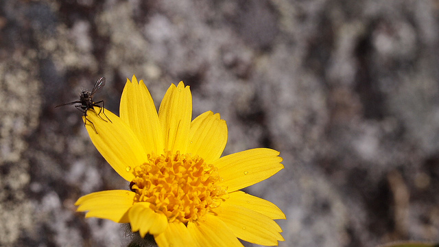 Arnica angustifolia (Arnica angustifolia)