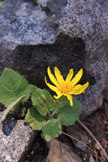 Arnica cordifolia (Arnica cordifolia)