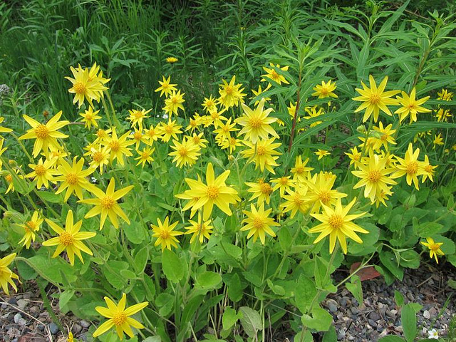 Arnica cordifolia