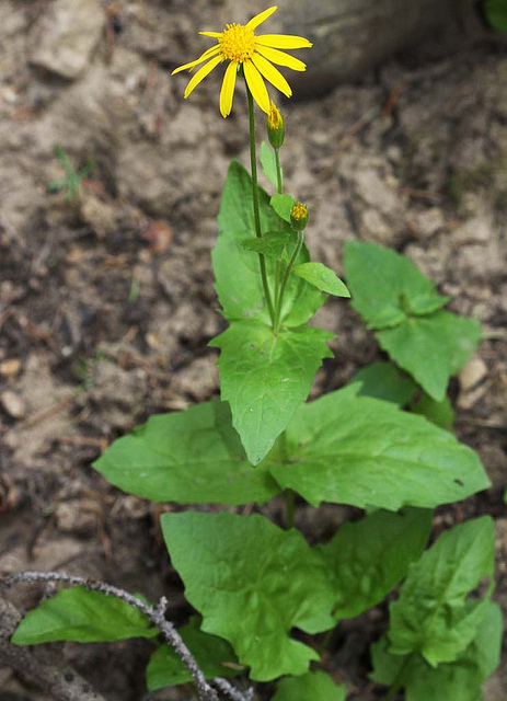 Arnica cordifolia