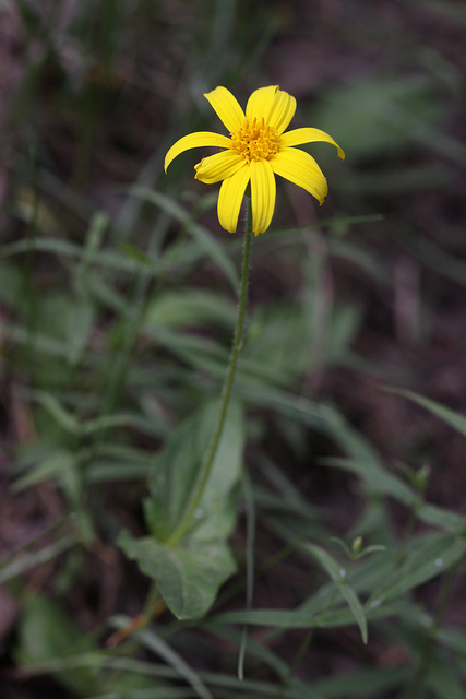 Arnica cordifolia