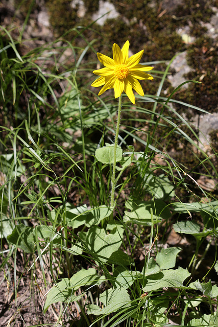 Arnica cordifolia