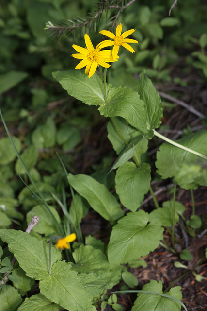 Arnica cordifolia