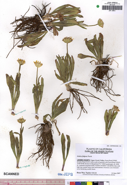 Arnica fulgens (Arnica fulgens)