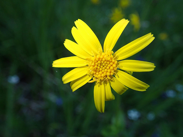 Arnica latifolia (Arnica latifolia)