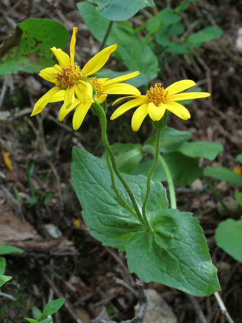 Arnica latifolia
