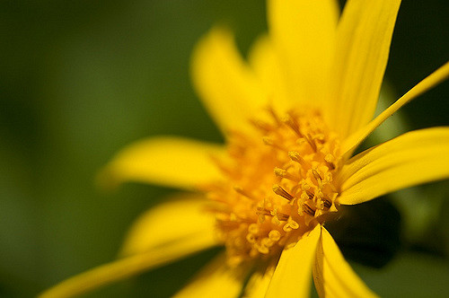 Arnica latifolia