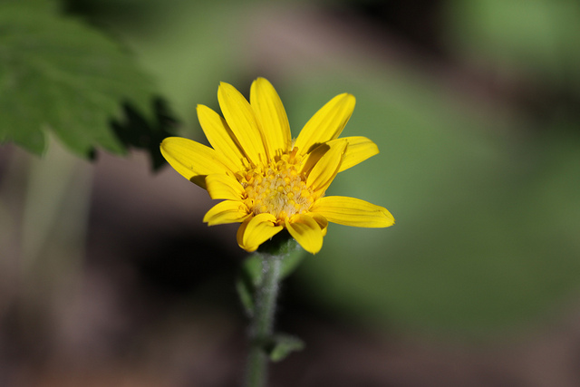 Arnica latifolia