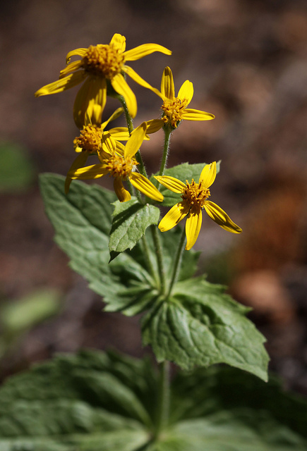 Arnica latifolia