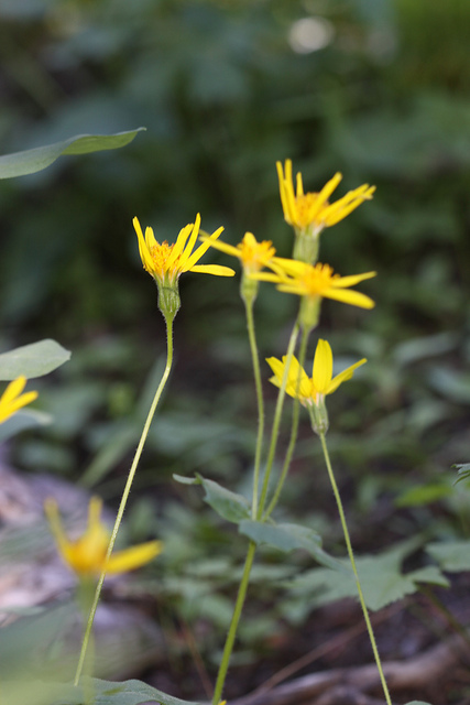 Arnica latifolia