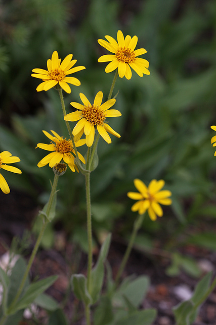 Arnica mollis (Arnica mollis)